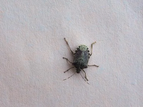 Green shield bug animal of class Insecta (insects) Stock Photos