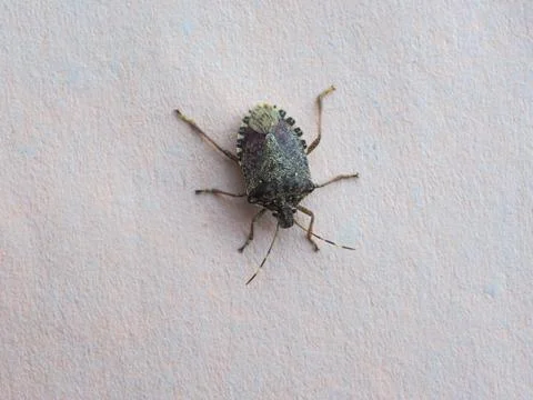Green shield bug animal of class Insecta (insects) Stock Photos