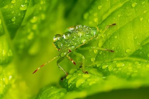 Green Shield Bug Covered in Water Droplets on Leaf Macro Stock Photos