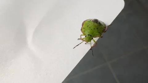 Green shield bug on the edge of a surface Stock Footage 293028287