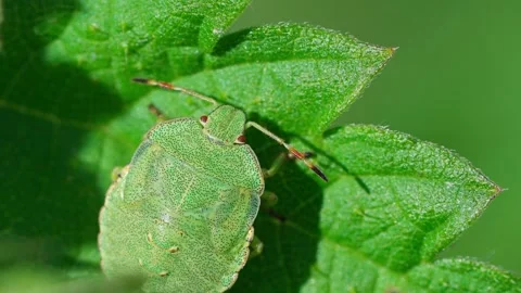 Green shield bug. Stock Footage 329176499