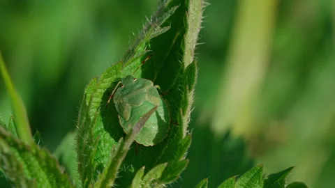 Green shield bug. Stock Footage 329176500