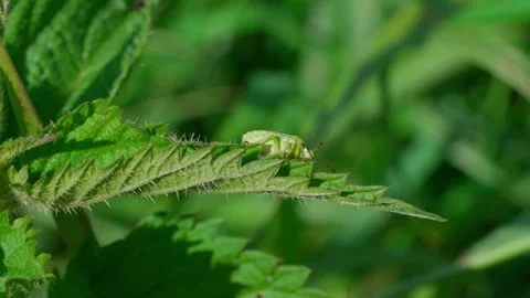 Green shield bug. Stock Footage 329176502