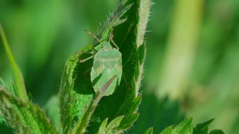 Green shield bug. Stock Footage 329176503