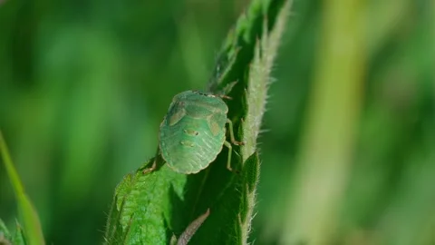 Green shield bug. Stock Footage 329176506