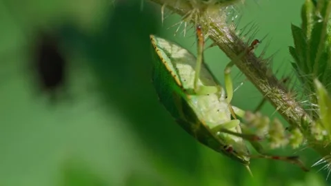 Green shield bug. Video stock 329176510