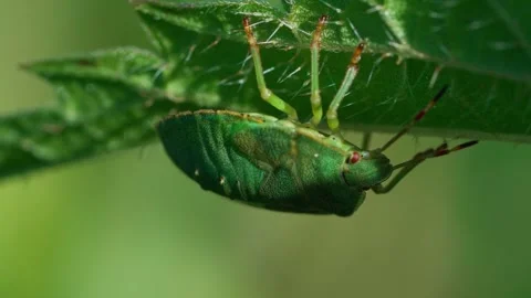 Green shield bug. Stock Footage 329176511