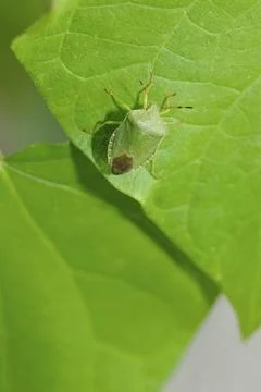 Green shield bug on a leaf, Green stink bug on a leaf Stock Photos