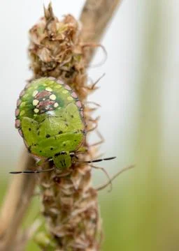 Green shield bug macro close up shot.  Foto stock