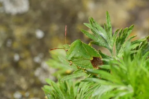 Green shield bug, native to Great Britain Foto stock