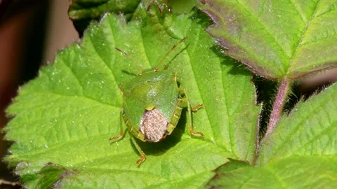 Green Shield Bug or Common Green Shieldbug, Palomena prasina Stock-Footage 153424064