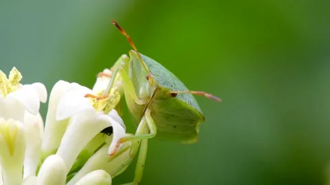Green Shield Bug or Common Green Shieldbug, Palomena prasina Stock-Footage 156586352