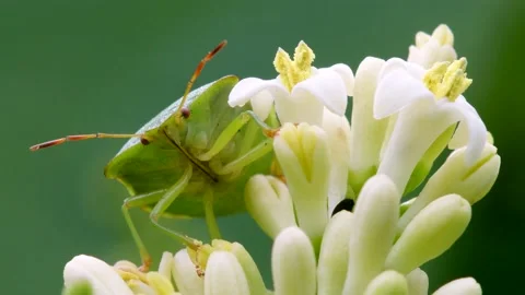 Green Shield Bug or Common Green Shieldbug, Palomena prasina Stock-Footage 156586952