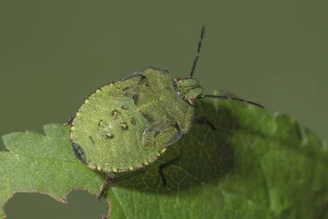 Green shield bug (Paloma pratensis) in the 5th larval stage sitting on a green Stock Photos