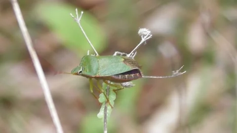 Green Shield Bug  ( Palomena Prasina ) Video stock 169762160