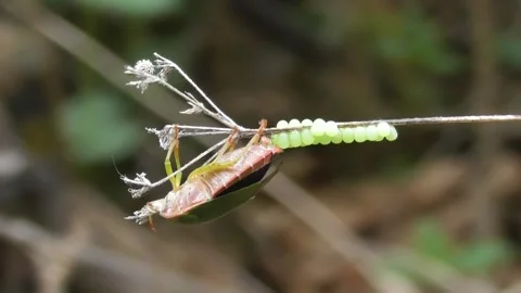 Green Shield Bug ( Palomena Prasina ) lay eggs 1 Video stock 169762289
