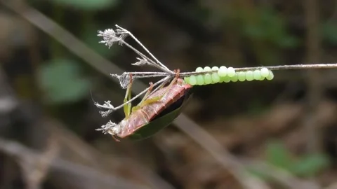 Green Shield Bug ( Palomena Prasina ) lay eggs Video stock 169762342