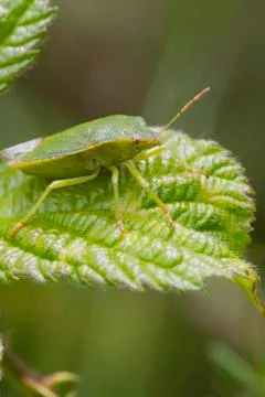 Green Shield bug  (Palomena prasina) Stock Photos