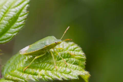 Green Shield bug  (Palomena prasina) Stock Photos