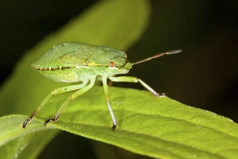 Green shield bug, Palomena prasina, green shield bug Stock Photos