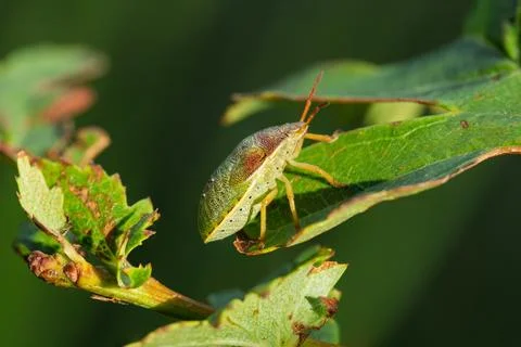 Green shield bug Palomena prasina on broom leaf Cytisus scoparius macro clo.. Stock Photos