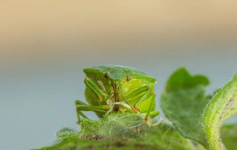 A Green Shield Bug Perched on a Leaf in the Warm Afternoon Light 스톡 사진