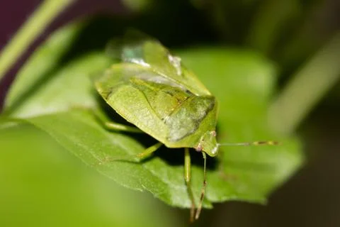 Green Shield Bug Stock Photos
