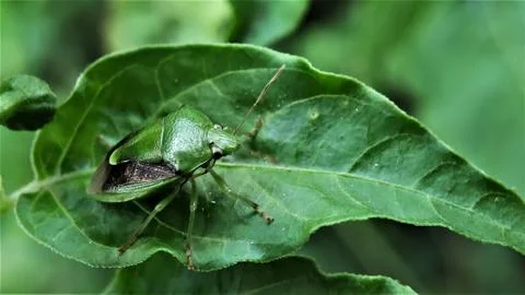 Green shield bug Stock Photos