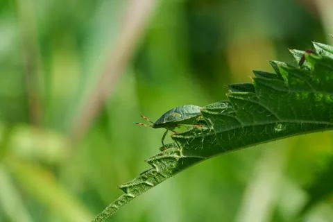 Green shield bug. Stock-Fotos
