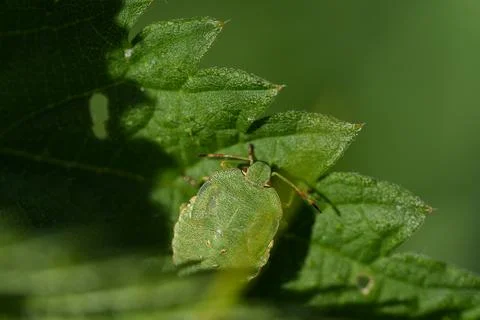 Green shield bug. 스톡 사진
