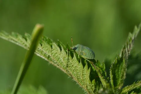 Green shield bug. Fotos Stock