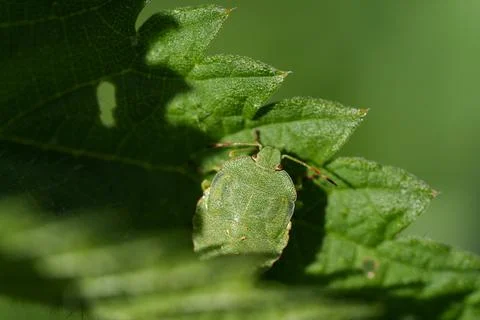 Green shield bug. 写真素材