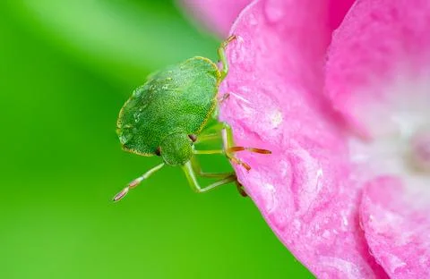 Green Shield Bug on Pink Flower Petal Water Drops Macro Stock Photos