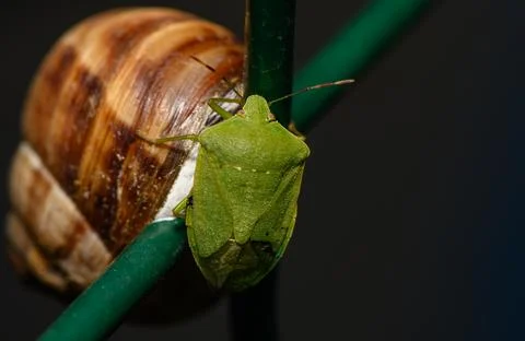 Green shield bug resting on snail shell macro detail Stock Photos