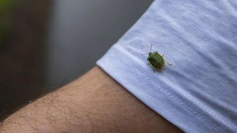 Green Shield Bug Resting on White Fabric Sleeve Close-Up Stock Photos