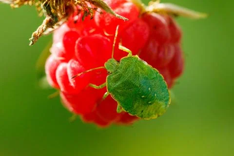 Green shield bug rests on ripe red raspberry Stock Photos