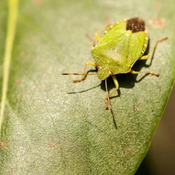 A green shield bug sits on a green arching leaf. Stock Photos