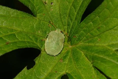 Green shield bug sitting on a leaf Stock Photos
