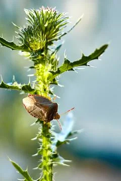 Green shield bug on the stem of milk thistle Stock Photos