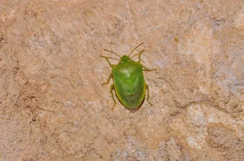 Green shield bug (stink bug) on a rough stone wall close-up, macro photography o Stock Photos