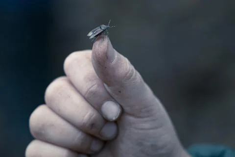Green Shield Bug On Thumb Of A Hand Stock Photos
