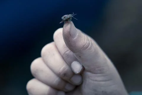Green Shield Bug On Thumb Of A Hand Foto stock