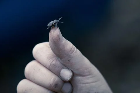 Green Shield Bug On Thumb Of A Hand Foto stock