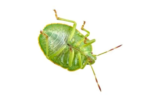 Green shield bug on a white background 스톡 사진