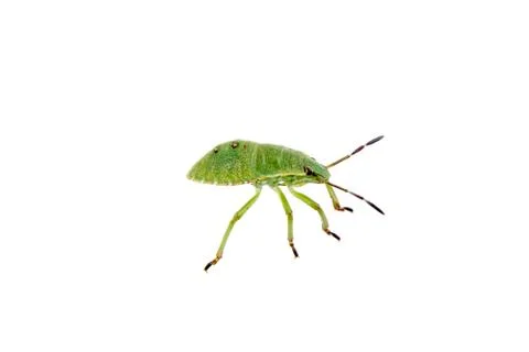 Green shield bug on a white background Foto stock
