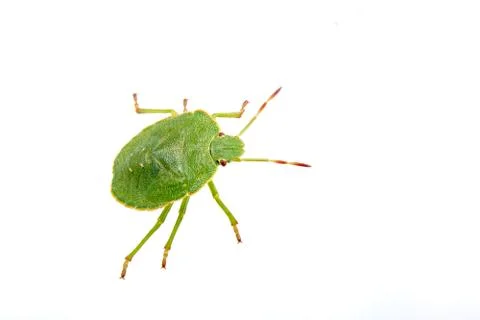 Green shield bug on a white background Stock Photos