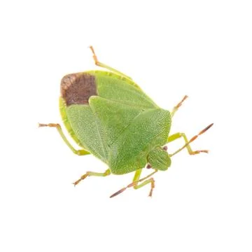 Green shield bug on a white background 스톡 사진