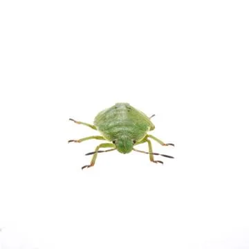 Green shield bug on a white background 스톡 사진