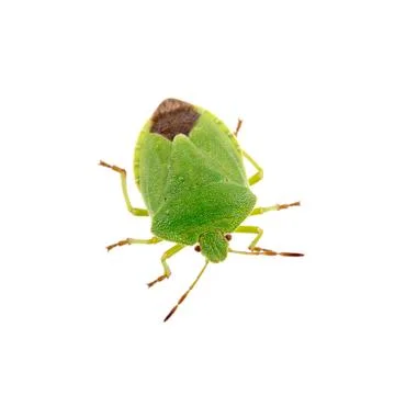 Green shield bug on a white background 스톡 사진