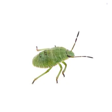 Green shield bug on a white background Stock Photos